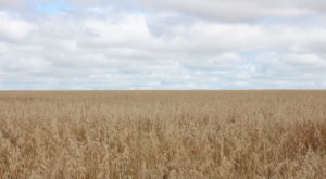 I feel like sharing the challenges I've been facing while meeting them. Don't get me wrong, I've been treated like a queen in Paraguay,