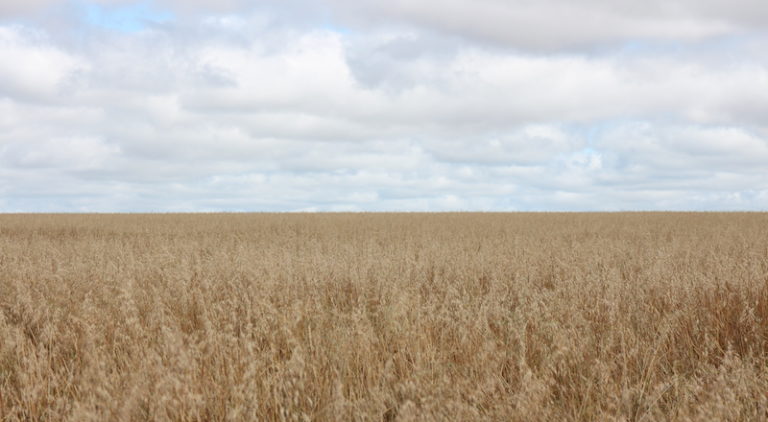 I feel like sharing the challenges I've been facing while meeting them. Don't get me wrong, I've been treated like a queen in Paraguay,