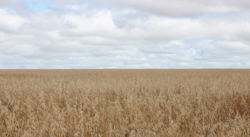 I feel like sharing the challenges I've been facing while meeting them. Don't get me wrong, I've been treated like a queen in Paraguay,