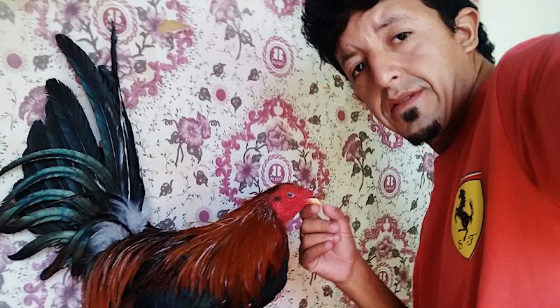 Rooster fight Peru