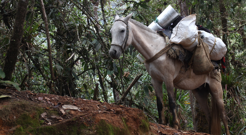 Parque Farallones de Cali caballo